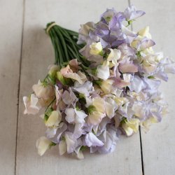 Lathyrus odoratus Spencer Old Times - fr