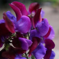 Lathyrus odoratus - North Shore - rteblomst - fr