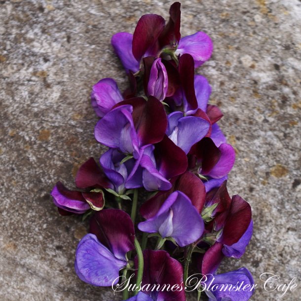 Lathyrus odoratus - North Shore - rteblomst - fr