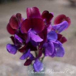 Lathyrus odoratus - North Shore - rteblomst - fr