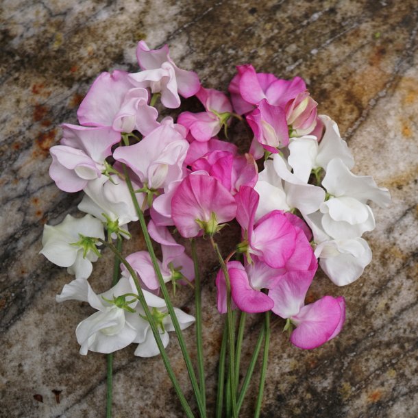 Lathyrus odoratus Rose White mix - rteblomst - fr