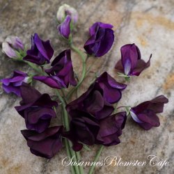 Lathyrus odoratus - Royal Maroon - fr
