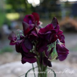 Lathyrus odoratus - Royal Maroon - fr