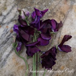Lathyrus odoratus - Royal Maroon - fr