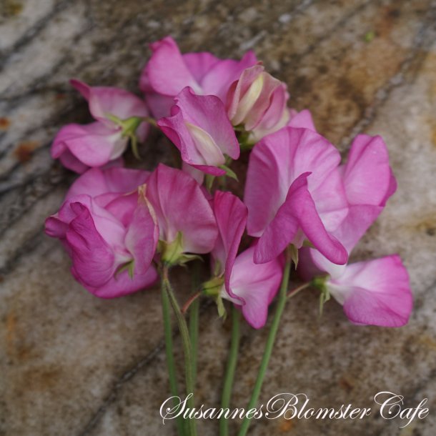 Lathyrus odoratus  Royal Rose Pink - rteblomst - fr