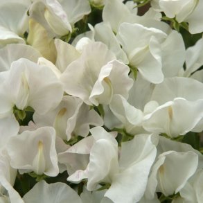 Lathyrus odoratus Spencer Royal Wedding - fr