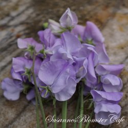 Lathyrus odoratus  Royal Lavander - rteblomst - fr