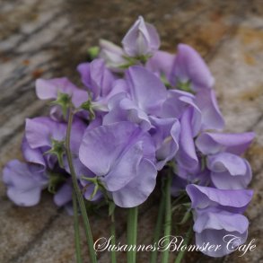 Lathyrus odoratus  Royal Lavander - rteblomst - fr