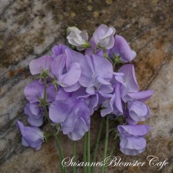 Lathyrus odoratus  Royal Lavander - rteblomst - fr