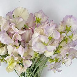 Lathyrus odoratus Spencer Old Times - fr