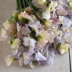 Lathyrus odoratus Spencer Old Times - fr