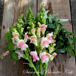 Antirrhinum majus Potomac Appleblossom - Lvemund - fr