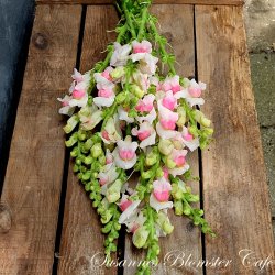 Antirrhinum majus Potomac Appleblossom - Lvemund - fr