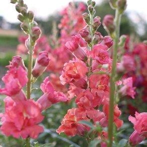 Antirrhinum majus Madam Butterfly Cherry Bronze - fr