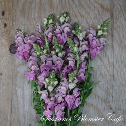 Antirrhinum majus Potomac Lavander - Lvemund - fr