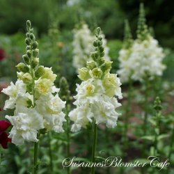 Antirrhinum majus Madam Butterfly Ivory - fr