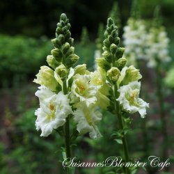 Antirrhinum majus Madam Butterfly Ivory - fr