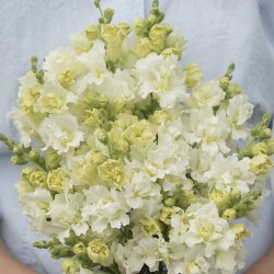 Antirrhinum majus Madam Butterfly Ivory - fr