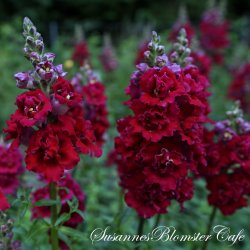 Antirrhinum majus Madam Butterfly - Red - fr