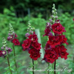 Antirrhinum majus Madam Butterfly - Red - fr