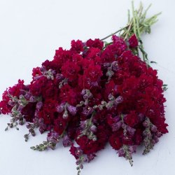 Antirrhinum majus Madam Butterfly - Red - fr