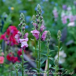 Antirrhinum majus Potomac Lavander - Lvemund - fr