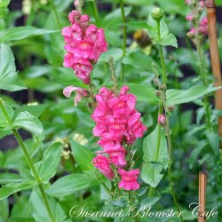 Antirrhinum majus Potomac Cherry Rose - Lvemund - fr