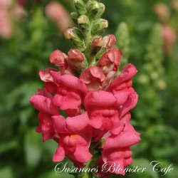 Antirrhinum majus Potomac Cherry Rose - Lvemund - fr