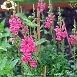 Antirrhinum majus Potomac Cherry Rose - Lvemund - fr