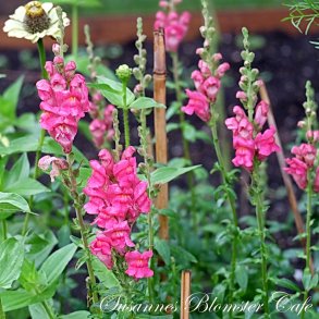 Antirrhinum majus Potomac Cherry Rose - Lvemund - fr