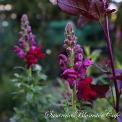 Antirrhinum majus Potomac Crimson - Lvemund - fr