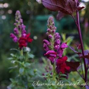 Antirrhinum majus Potomac Crimson - Lvemund - fr