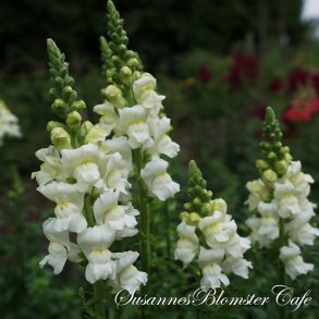 Antirrhinum majus Potomac White - Lvemund - fr