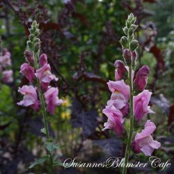 Antirrhinum majus Potomac Lavander - Lvemund - fr