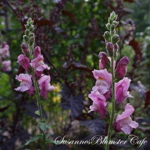 Antirrhinum majus Potomac Lavander - Lvemund - fr