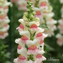 Antirrhinum majus Potomac Appleblossom - Lvemund - fr