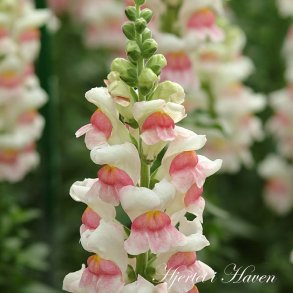 Antirrhinum majus Potomac Appleblossom - Lvemund - fr