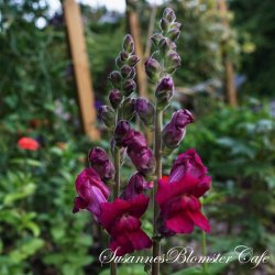 Antirrhinum majus Potomac Crimson - Lvemund - fr