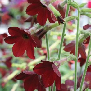 Nicotiana - Baby Bella - fr