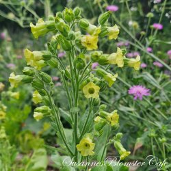 Nicotiana rustica - fr