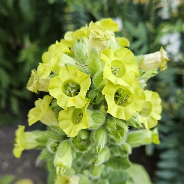 Nicotiana rustica - fr