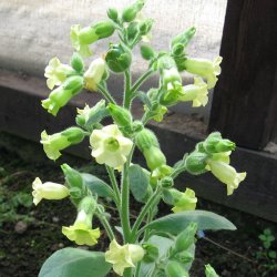 Nicotiana rustica - fr