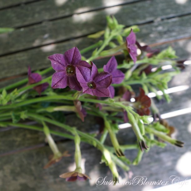 Nicotiana langsdorfii - Bronce Queen - fr