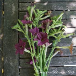 Nicotiana langsdorffii - Bronce Queen - fr