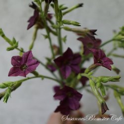 Nicotiana langsdorffii - Bronce Queen - fr