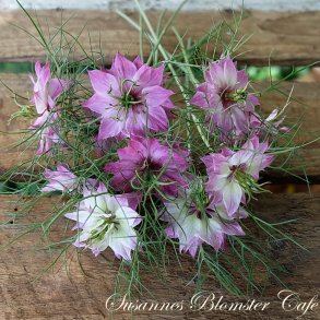 Nigella damascena - Miss Jekyll Rose - fr.