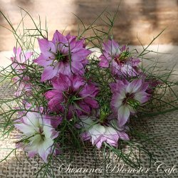 Nigella damascena - Miss Jekyll Rose - fr.