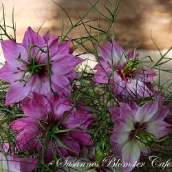 Nigella damascena - Miss Jekyll Rose - fr.