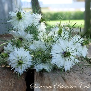 Nigella damascena - Miss Jekyll White - Hvid - fr