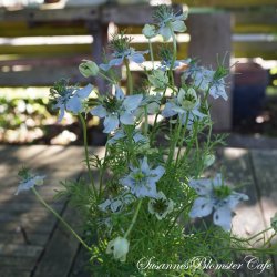 Nigella sativa - Sortkommen - fr